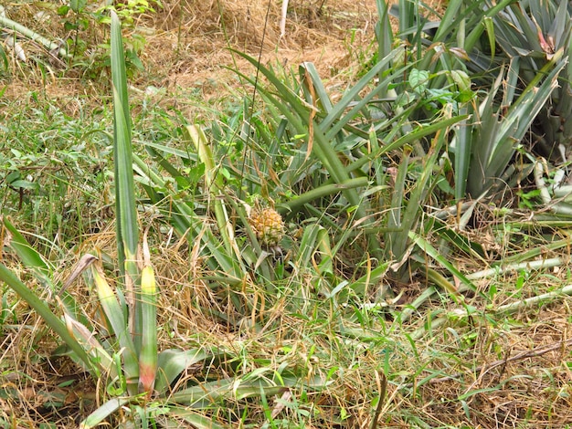 The pineapple plantation in the village, Sri Lanka