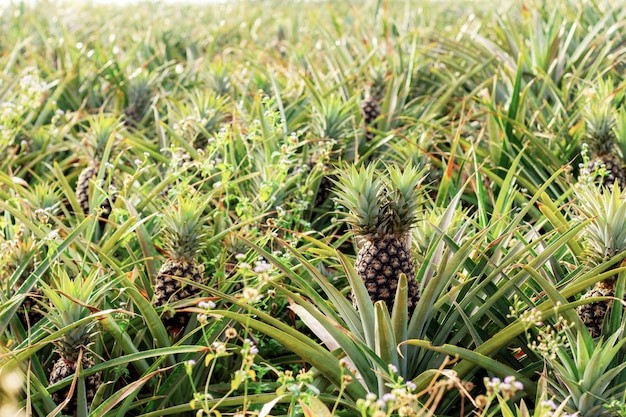 Pineapple on plantation with sunrise.