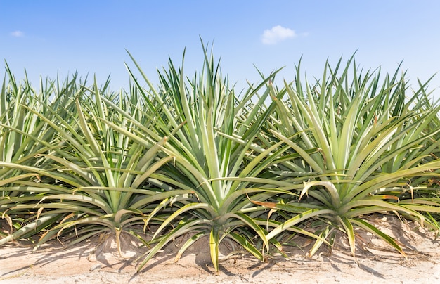 Pineapple plantation