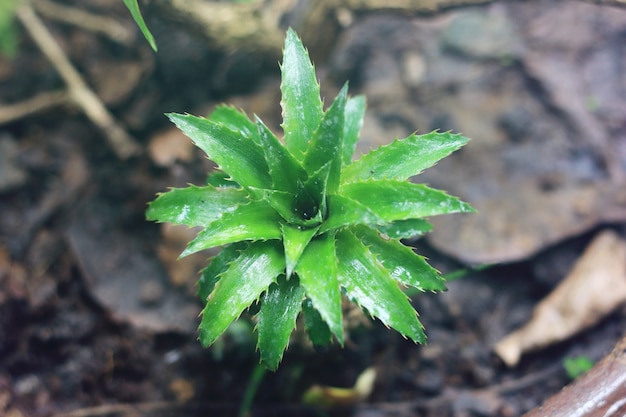 Photo pineapple tree