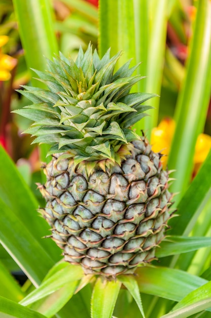 Pineapple tropical fruit growing in a farm