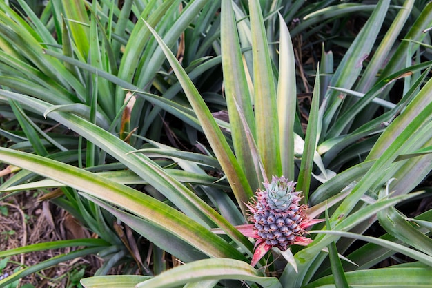 Pineapple tropical fruit growing in a farm