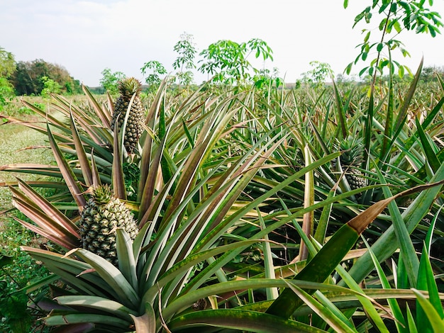 Pineapple tropical fruit growing in farm.