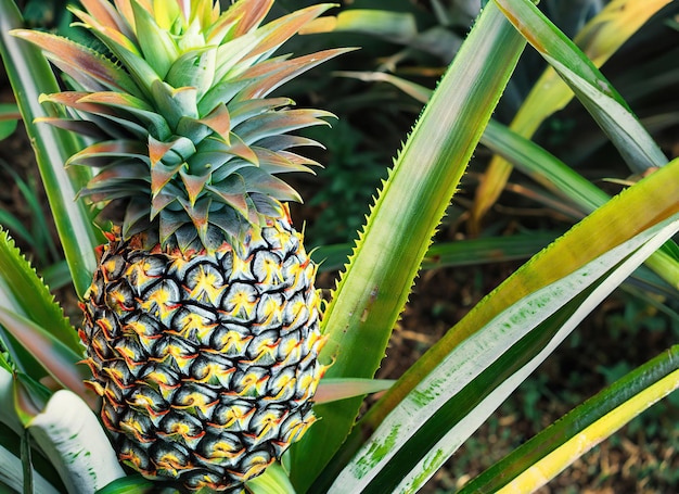 Pineapple tropical fruit growing in garden space for texture