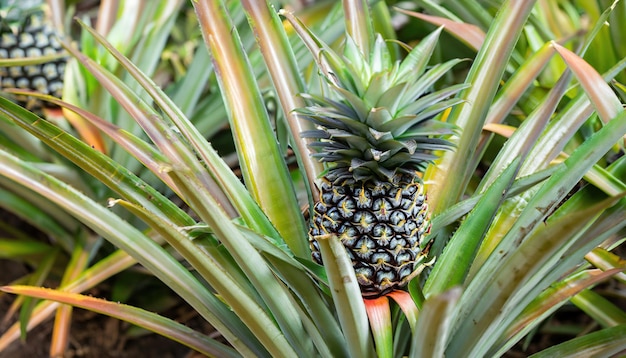 Pineapple tropical fruit growing in garden space for texture