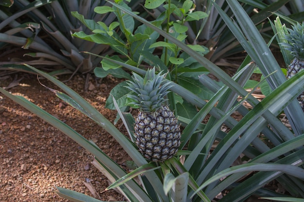 Photo pineapple tropical fruit