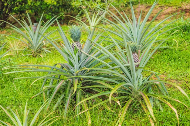 Pineapple tropical ripe fruit growing in garden