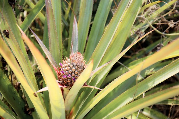 Ananas di giovani in fattoria.