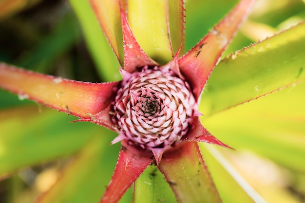 Ananas di giovani sull'albero.