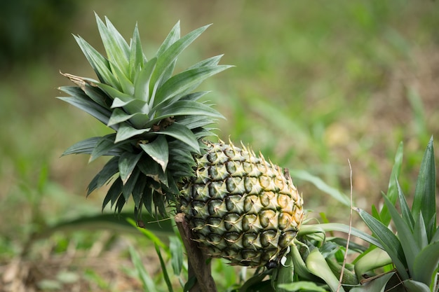 Pineapple