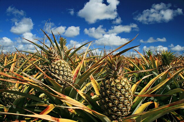 Pineapples growing on field against sky