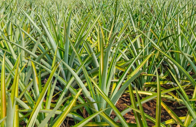 Pineapples in a pineapple field near harvest.