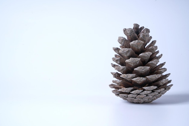 A pinecone closeup on a white isolated background.