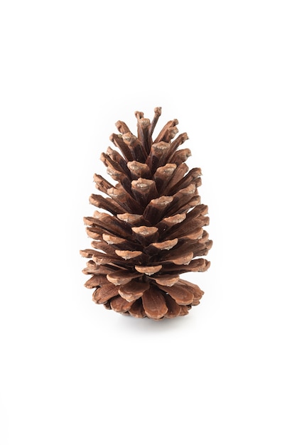 Pinecone geïsoleerd op wit