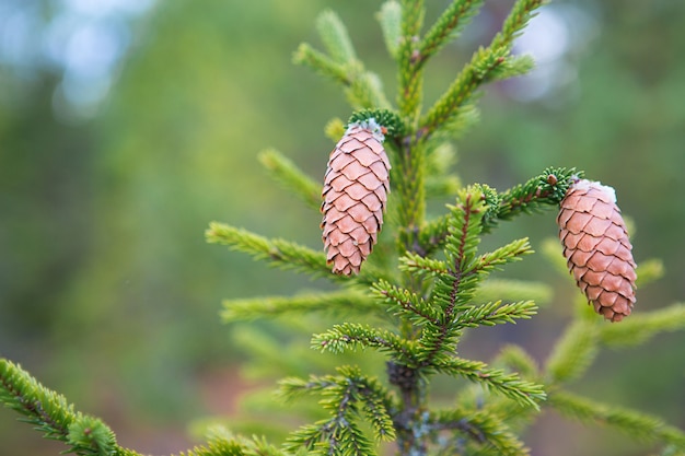 사진 자연 녹색 배경에 가문비 나무 클로즈업에 pinecone. 크리스마스 트리, 상록 침엽수, 수지와 소나무 콘.