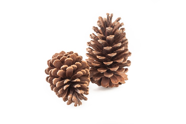 Pinecones isolated on white