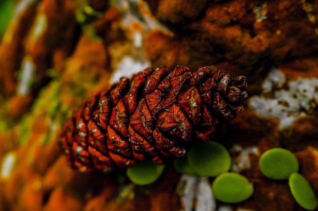 Pinecones that fall to the ground