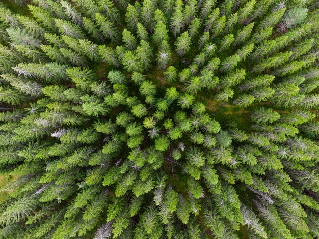 Photo pineforest at lake vaja innlandet norway