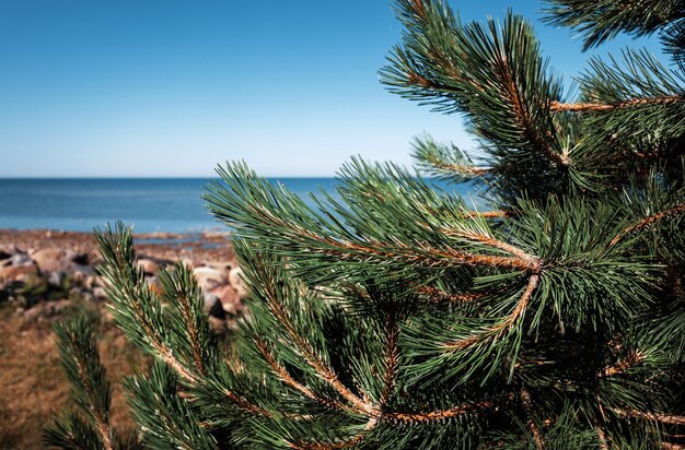 Photo pines on the coast of the baltic sea