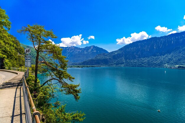 Pines near clear transparent azure Lake Thun Thunersee Bern S