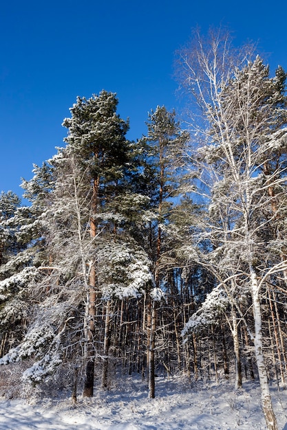 Pines in snow and frost. Winter time after snowfall