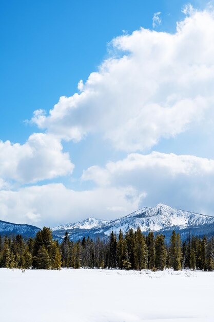 Photo pines trees near mountains under blue sky photo