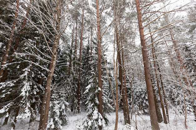 Pines in the winter season winter weather in the park or forest and pine firs frosty winter after sn