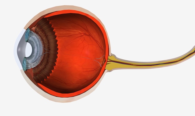 a pinguecula is a common noncancerous growth of the clear thin tissue