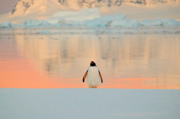 Foto pinguïn aan wal bij zonsondergang