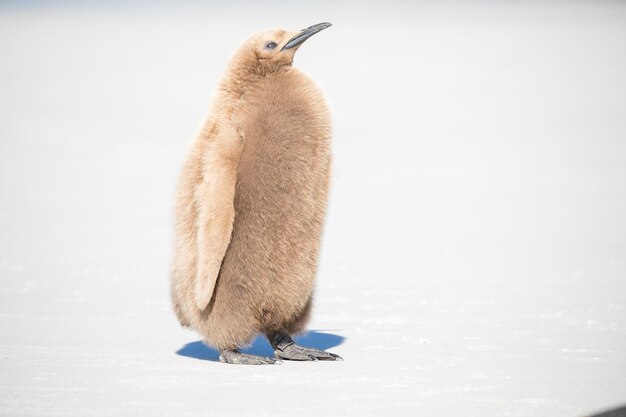 Foto pinguïn op een met sneeuw bedekt veld