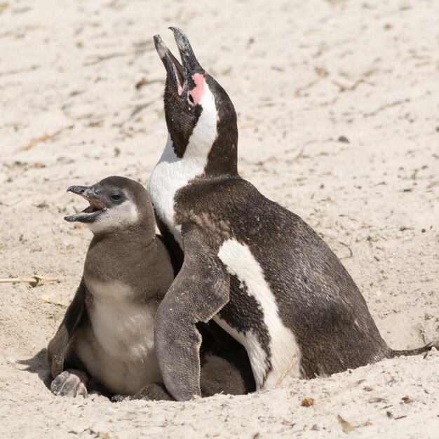 Foto pinguïns aan wal