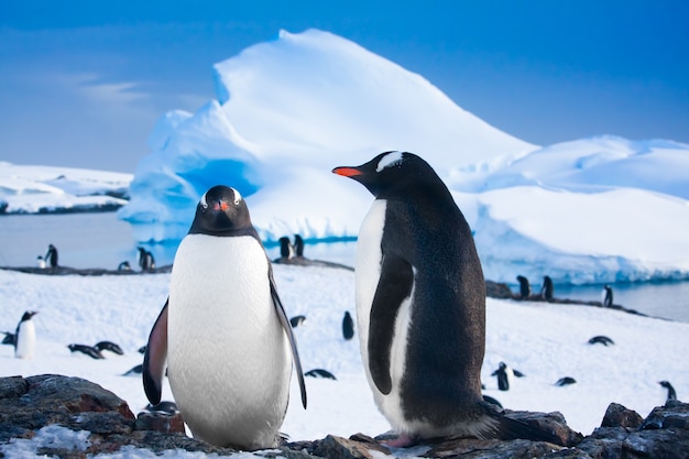 Pinguïns die rusten op de steenachtige kust van antarctica