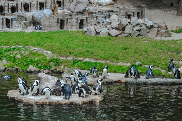 Pinguïns in de dierentuin van Gdansk Polen