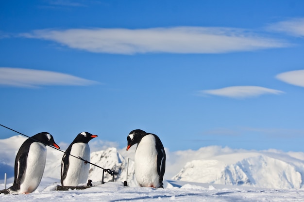 pinguïns in een besneeuwd landschap