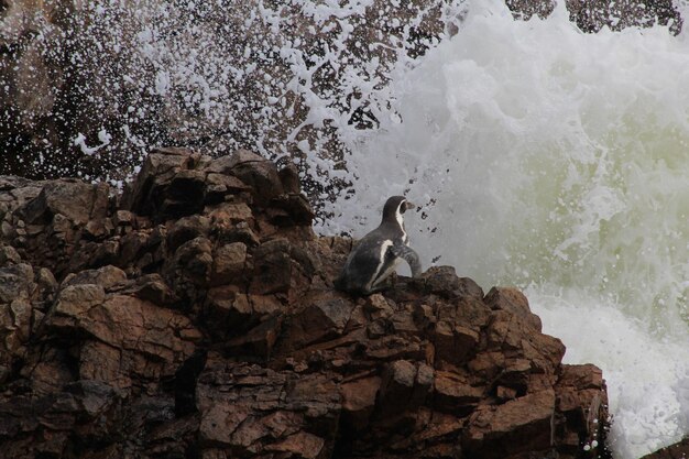 Foto pinguïns in natuurgebied