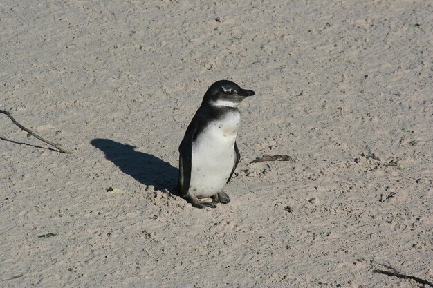 Pinguïns Kaapstad Zuid-Afrika