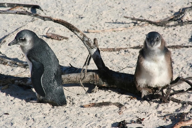 Pinguïns Kaapstad Zuid-Afrika