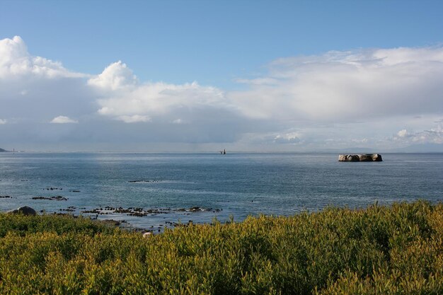 Pinguïns Kaapstad Zuid-Afrika