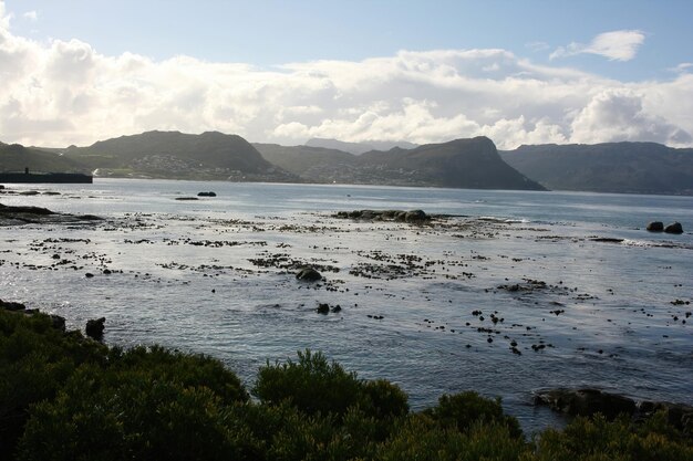 Pinguïns Kaapstad Zuid-Afrika