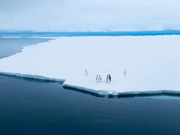 Foto pinguïns op de bevroren zee