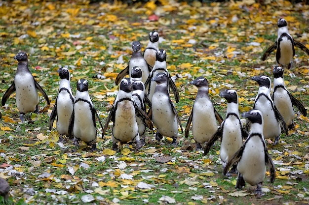 Pinguïns op een open plek