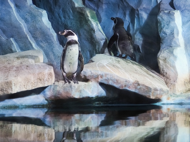 Pinguïns op een rots, pinguïns in de dierentuin, binnenshuis, achter glas.