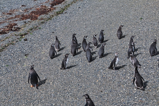 Pinguïns op het eiland in het beaglekanaal sluiten de stad ushuaia in tierra del fuego, argentinië