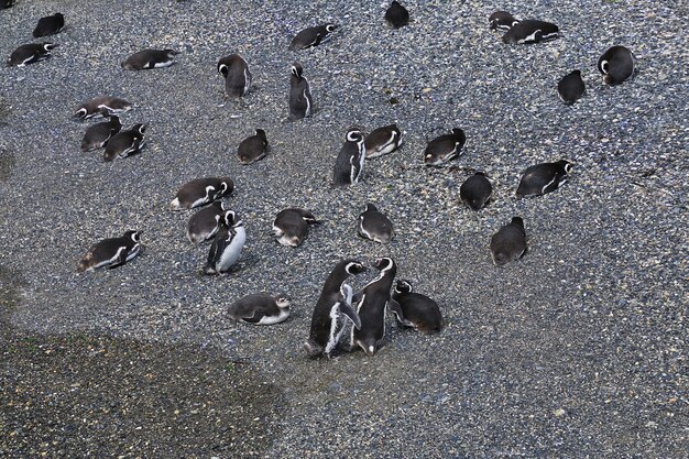 Pinguïns op het eiland in het Beaglekanaal sluiten de stad Ushuaia in Tierra del Fuego, Argentinië