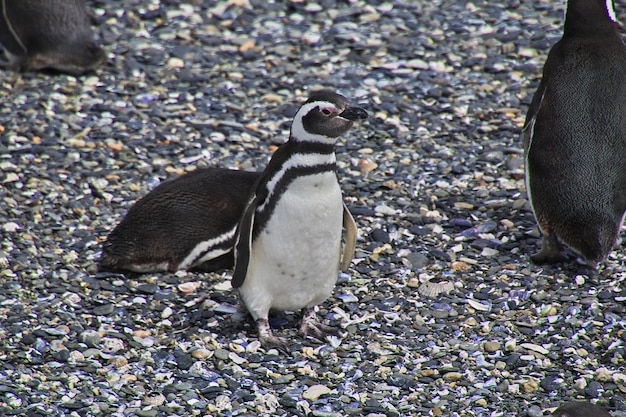 Pinguïns op het eiland in het Beaglekanaal sluiten de stad Ushuaia, Tierra del Fuego, Argentinië