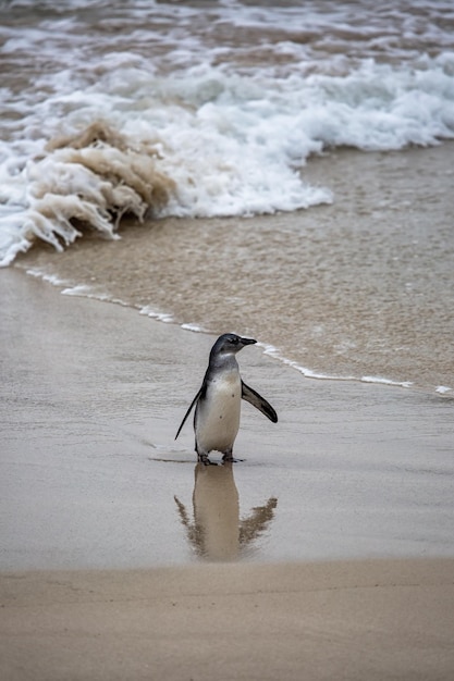 Pinguïns op het strand in Kaapstad