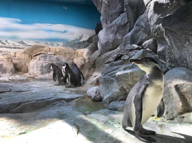 Foto pinguïns staan op een rots aan wal.