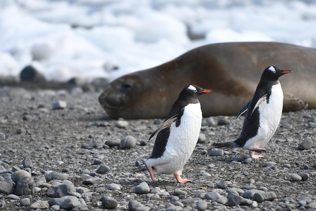 Foto pinguïns tegen zeehonden