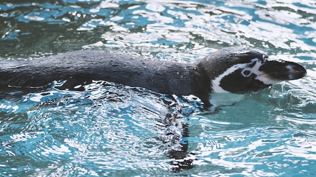 Pinguïns zwemmen in de blauwe waterkleur en ze genieten van en spelen met vloeibare mariene spatten en ze duiken met zeer hoge snelheid onder water en komen dan weer naar de oppervlakte.