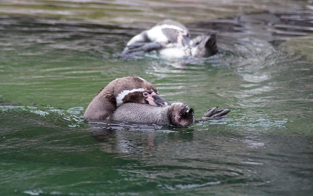 Foto pinguïns zwemmen in het meer